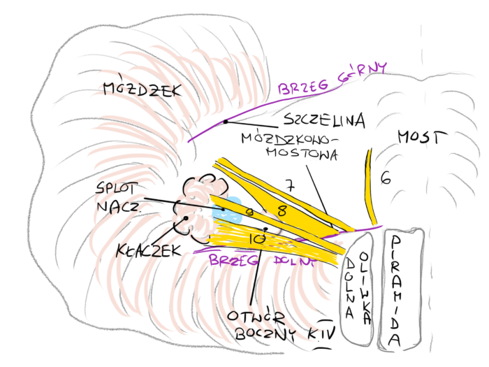 Mikroanatomia nerwu twarzowego - webinar Szkoły Laryngologów, środa 21 września 2022, godz. 21:00 - dr Rafał Chmielewski - obrazek 4