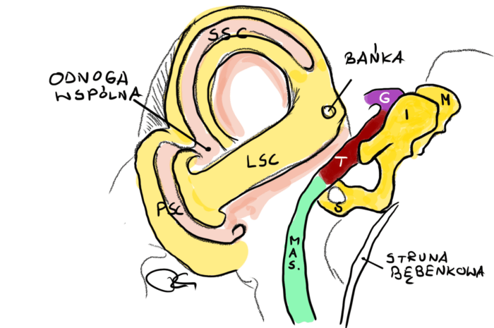 Mikroanatomia nerwu twarzowego - webinar Szkoły Laryngologów, środa 21 września 2022, godz. 21:00 - dr Rafał Chmielewski - obrazek 5